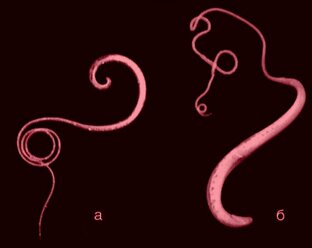 Паразитология