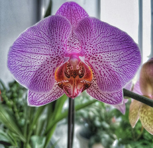 Все об орхидеях