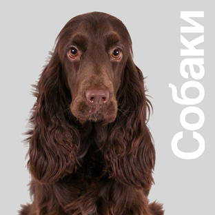 Все о собаках