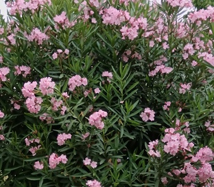 Записки ленивого дачника