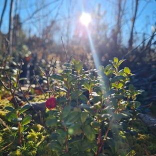 Родной край Нижневартовский район