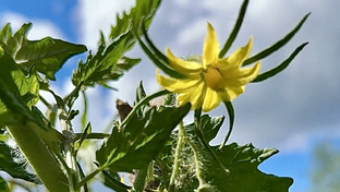 Участок и огород