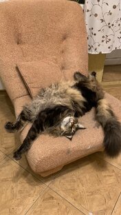 С чего начать,если решили завести мейн-куна