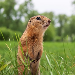 Суслик: маленький зверёк с большими секретами