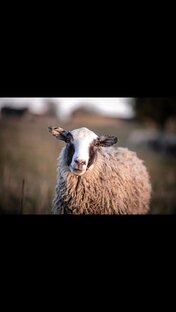 Веселая ферма 