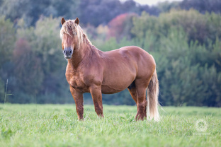 Как создавался этот кадр: секунда в объективе и часы ожидания! 📸🐎