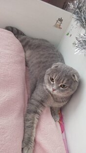 Наши котофеичи...