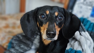 Такс сказать...