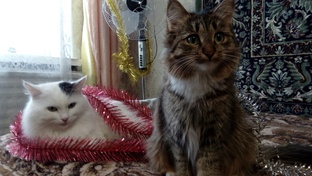 Кошки питомцы.