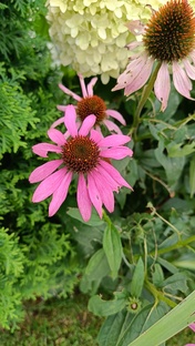 Многолетники