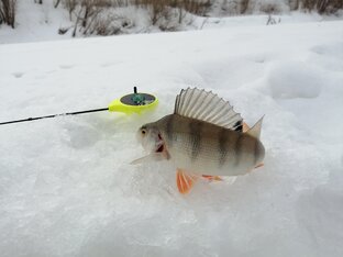 Зимняя рыбалка 2023-2024