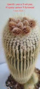 Нотокактус Ленингхауза 