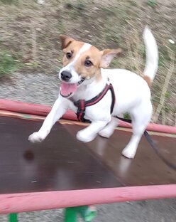 Леди Джек Рассел Терьер и собаки