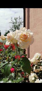 Ароматнейший сад