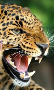 Дикая природа