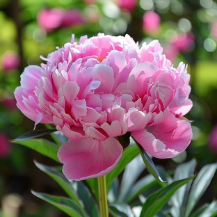 Сад и огород