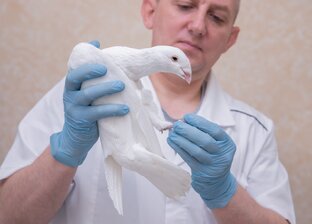 Лечение птиц, советы ветврача орнитолога.