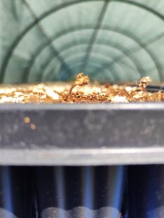 История выращивания сосны "Черной" в кассетах с закрытой корневой!