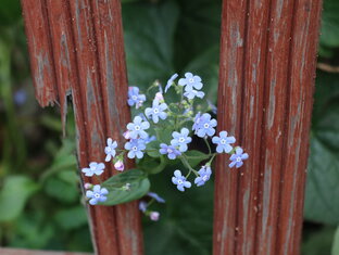 психология