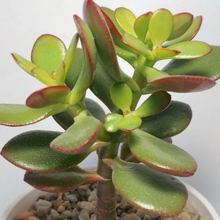 Crassula / Крассула 