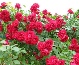 🕌 🇰🇿 🌺🌹🍀 Бiздiн 💝💚💖 Розалар 🌺🌹🍀 🇰🇿 🕌