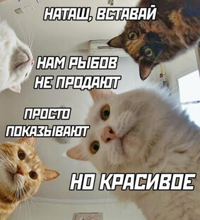 Наташины коты и их друзья)