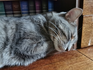 Три кота, четыре кошки и одна собака, которая считает себя кошкой