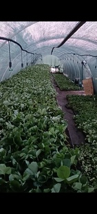 Рассада клубники 