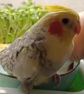 Милая Бусинка
