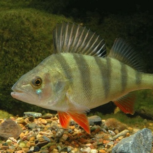 Окунь: хищник, который знает больше, чем кажется