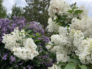 Музей-заповедник С.В. Рахманинова «Ивановка»