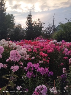 Календарь ухода за флоксами