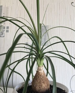 Другие мои цветы