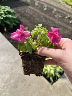 Заметки огородника