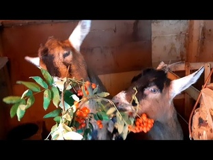 Козоводство 