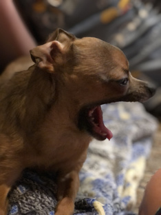 Наши животные 🐶🐱🪿