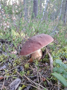 Грибная тема