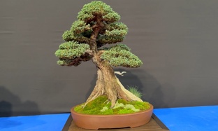 Бонсай Бельгия