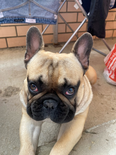 Про породу французского бульдога