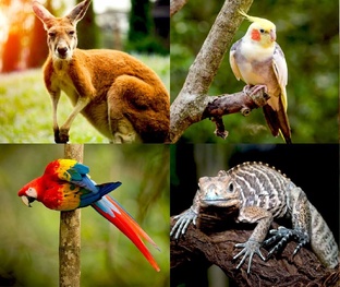 Экзотические и удивительные питомцы 