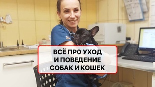 Всё про уход и поведение собак и кошек - самые важные факты