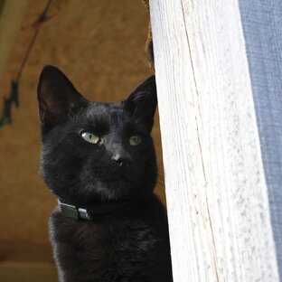 в чёрном теле