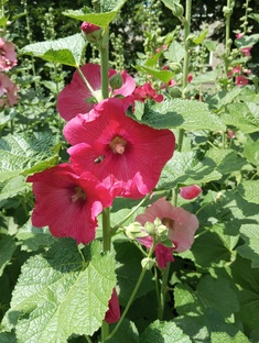 Бразильские, аргентинские, мексиканские сериалы.