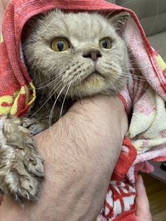 Котик 