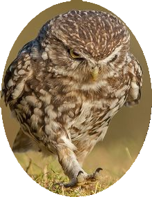 НАШИ СОБАКИ. Детальный анализ корма на предмет биологической ценности