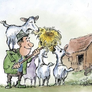 Как в нашем хозяйстве появились козы