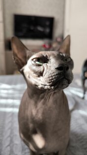 Мои кошки