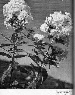 Сорта флоксов зарубежной селекции