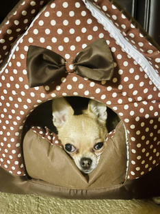 Приколы с чихуахуа 😄