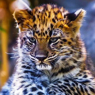 Прионтина. Ярославский Левашов Виктор.